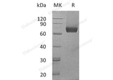 > 85 % as determined by reducing SDS-PAGE.