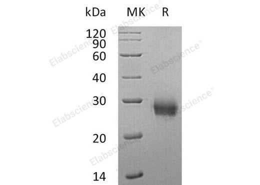 > 95 % as determined by reducing SDS-PAGE.