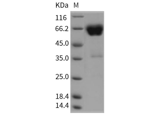 > 95 % as determined by reducing SDS-PAGE.