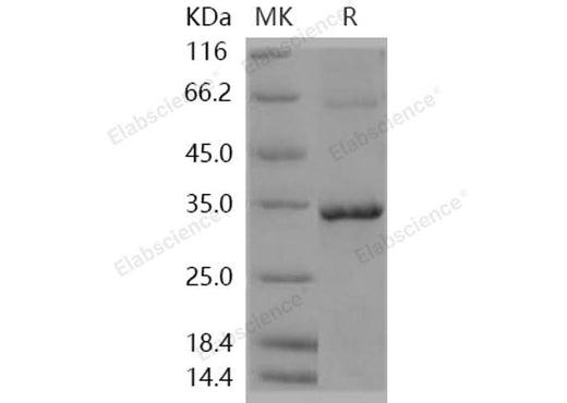 > 85 % as determined by reducing SDS-PAGE.