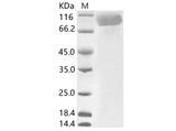 > 90 % as determined by reducing SDS-PAGE.