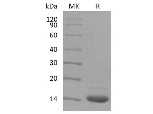 > 95 % as determined by reducing SDS-PAGE.