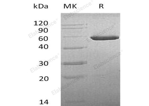 > 97 % as determined by reducing SDS-PAGE.