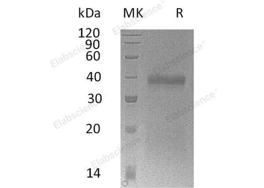 > 90 % as determined by reducing SDS-PAGE.