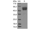 > 90 % as determined by reducing SDS-PAGE.
