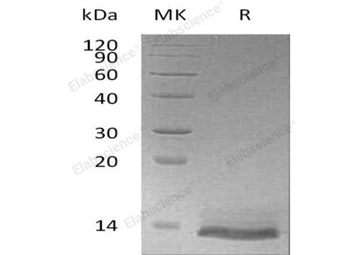 > 95 % as determined by reducing SDS-PAGE.