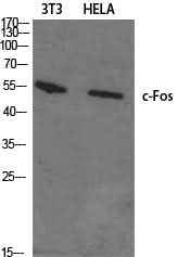 Anti-Human/Mouse/Rat c-Fos Antibody