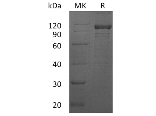 > 90 % as determined by reducing SDS-PAGE.