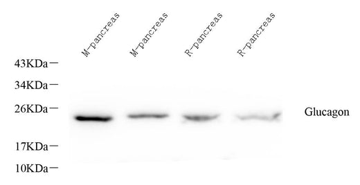 Western Blot analysis of various samples using GCG Polyclonal Antibody at dilution of 1:1000.