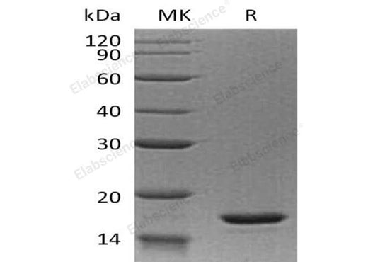 > 98 % as determined by reducing SDS-PAGE.