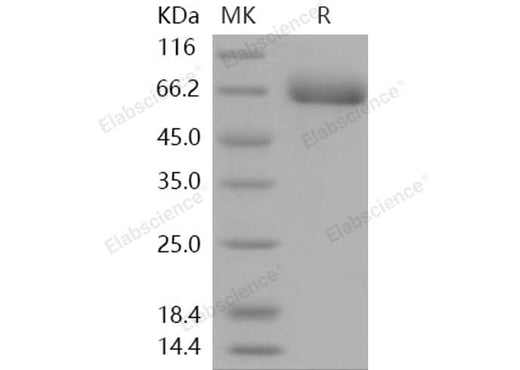 > 96 % as determined by reducing SDS-PAGE.