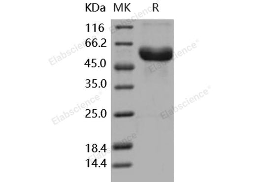 > 97 % as determined by reducing SDS-PAGE.