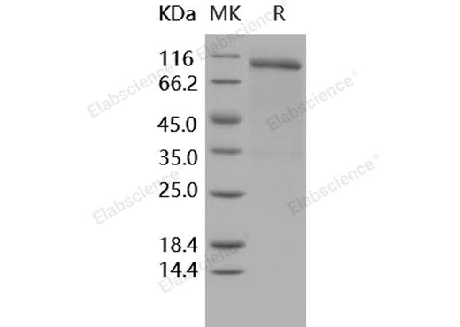 > 90 % as determined by reducing SDS-PAGE.