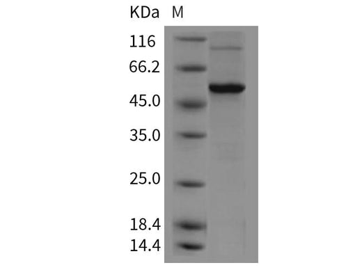 > 86 % as determined by reducing SDS-PAGE.