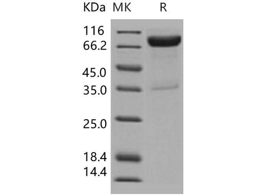 > 92 % as determined by reducing SDS-PAGE.
