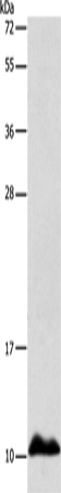 Anti-Human APOC1 Antibody - ABMIUM