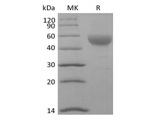 Recombinant Human Signal Transducer CD24/CD24 (C-Fc-Avi) Biotinylated - ABMIUM