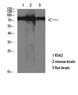 Western Blot analysis of various cells using Tau Polyclonal Antibody at dilution of 1:1000.