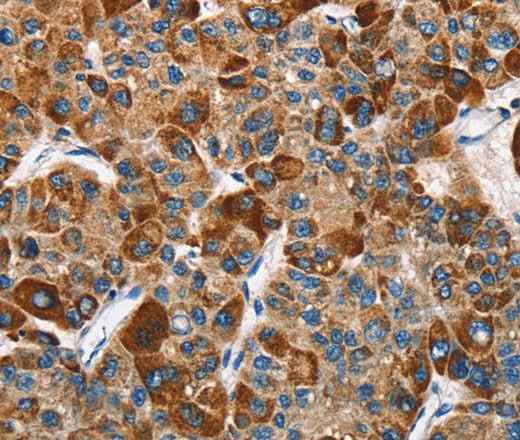 Anti-Human SLAMF8 Antibody