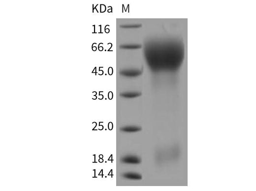 > 90 % as determined by reducing SDS-PAGE.