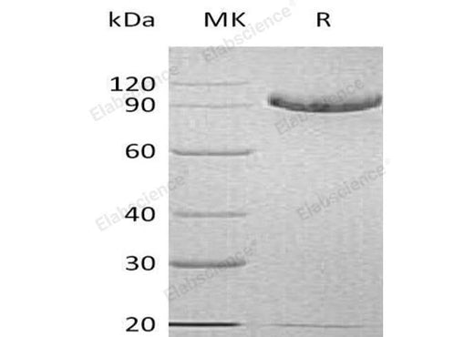 > 95 % as determined by reducing SDS-PAGE.
