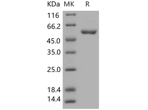 > 92 % as determined by reducing SDS-PAGE.