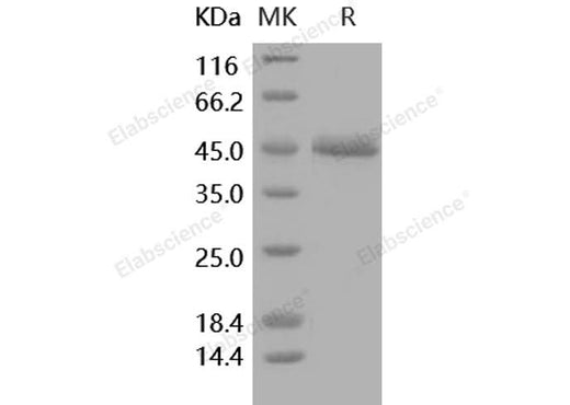 > 95 % as determined by reducing SDS-PAGE.
