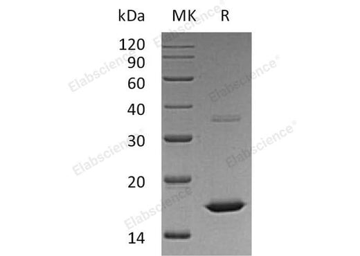 > 98 % as determined by reducing SDS-PAGE.