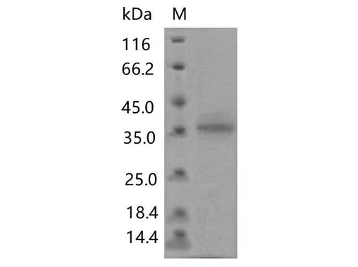 > 80 % as determined by reducing SDS-PAGE.