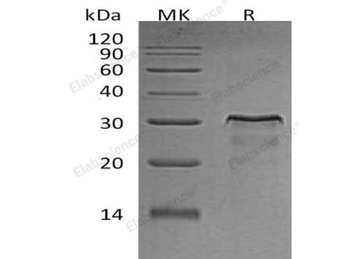> 95 % as determined by reducing SDS-PAGE.
