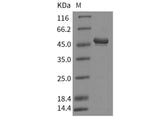 > 90 % as determined by reducing SDS-PAGE.