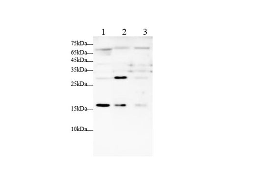 Anti-Human/Mouse IL-7 Antibody - ABMIUM