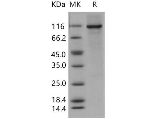 > 85 % as determined by reducing SDS-PAGE.
