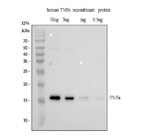 Anti-TNF alpha Antibody Picoband® Boster Bio