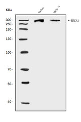 Anti-BRCA1 Antibody Picoband® Boster Bio