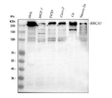 Anti-BRCA1 Antibody Picoband® Boster Bio