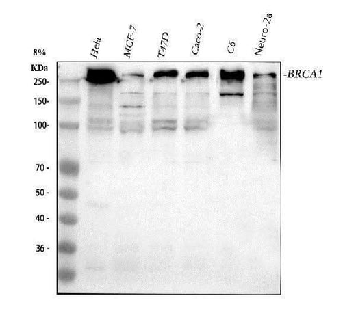 Anti-BRCA1 Antibody Picoband® Boster Bio