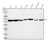 Anti-PTEN Antibody Picoband® Boster Bio