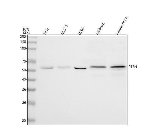 Anti-PTEN Antibody Picoband® Boster Bio