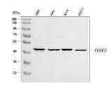 Anti-FOXP3 Antibody Picoband® Boster Bio
