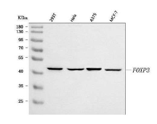 Anti-FOXP3 Antibody Picoband® Boster Bio