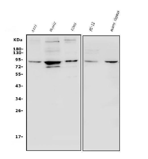 Anti-HIF-1 alpha/HIF1A Antibody Picoband® Boster Bio