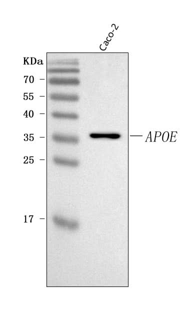 Anti-APOE Antibody Picoband® Boster Bio