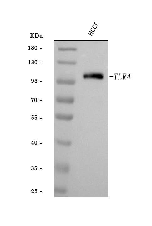 Anti-TLR4 Antibody Picoband® Boster Bio