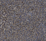 Anti-TGF beta 1/TGFB1 Antibody Boster Bio