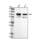 Anti-TGFB1 Antibody Picoband® Boster Bio