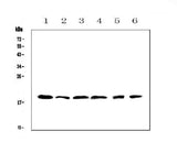 Anti-IL10 Antibody Picoband® Boster Bio