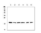 Anti-IL10 Antibody Picoband® Boster Bio