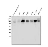 Anti-EGFR Antibody Picoband® Boster Bio