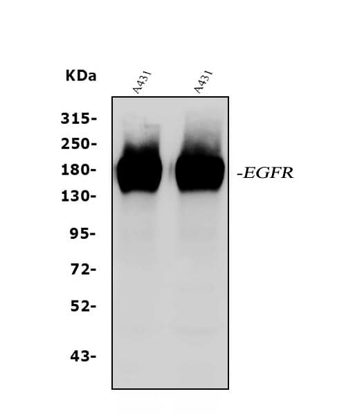Anti-EGFR Antibody Picoband® Boster Bio